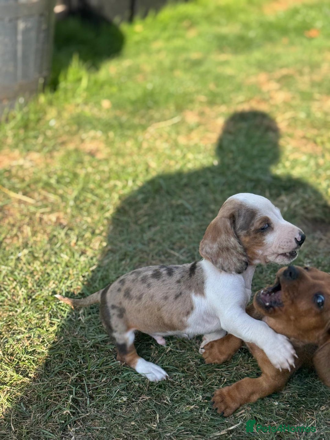 Dachshund dogs for sale: Beautiful Miniature dachshund puppies  - Image 6