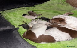 Mixed Breed dogs for sale: Staff cross Frenchie  - Image 4