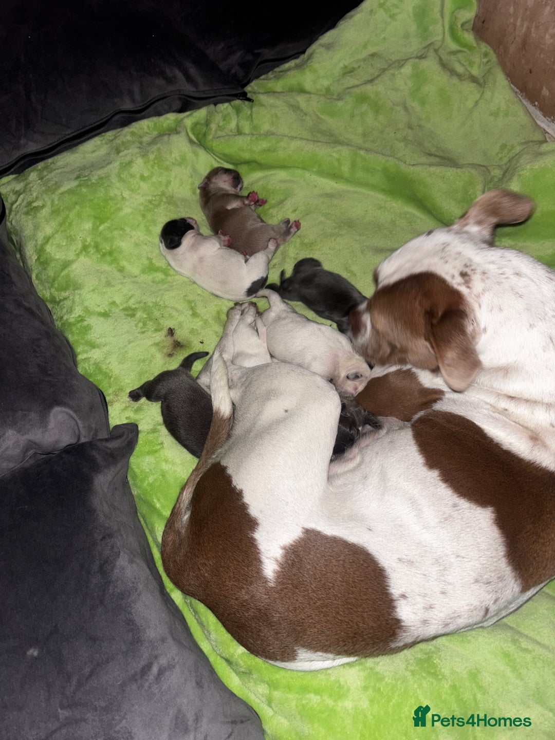 Mixed Breed dogs for sale: Staff cross Frenchie  - Image 4