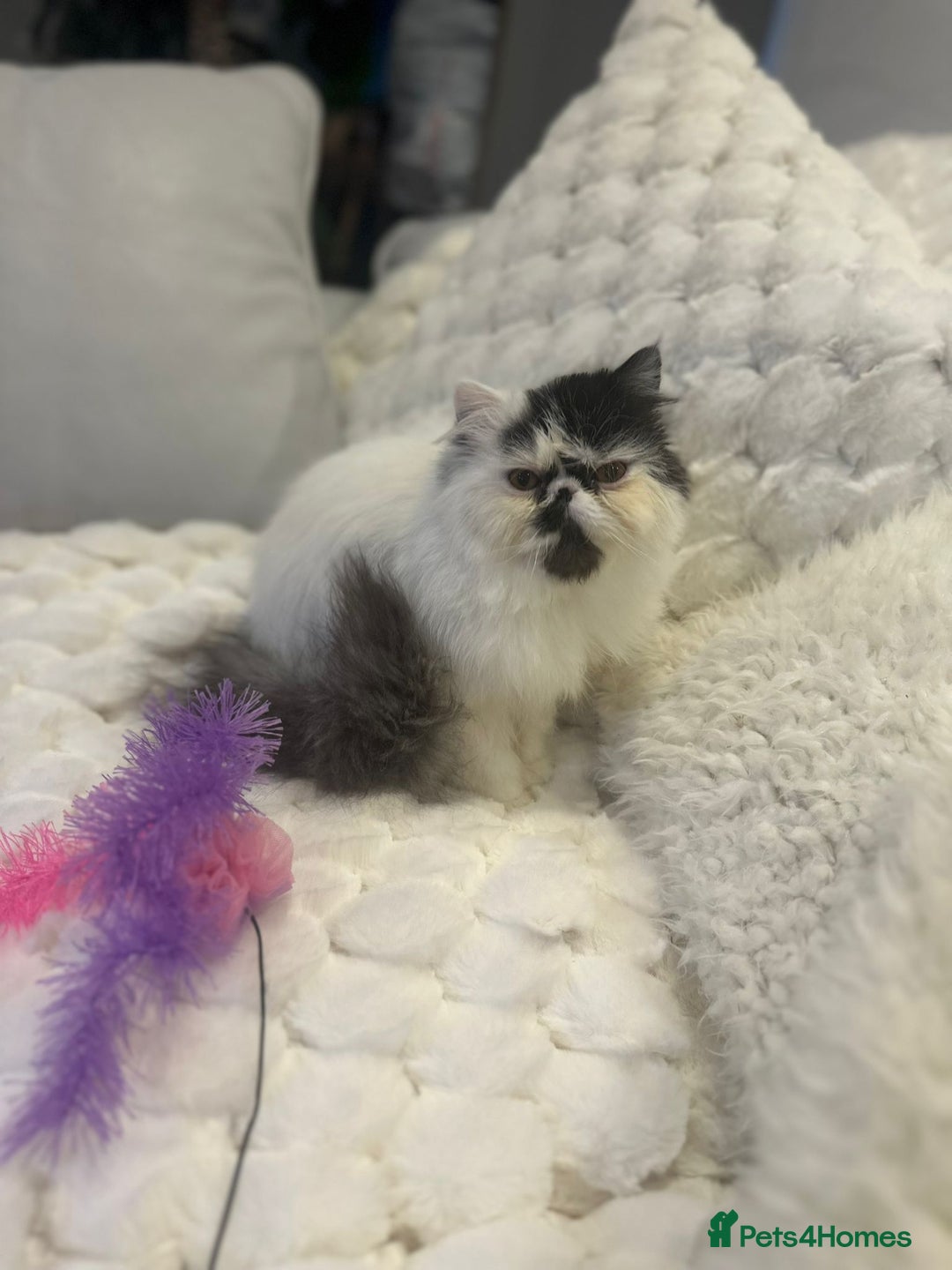 Persian cats for sale: Persian kitten  - Advert 2