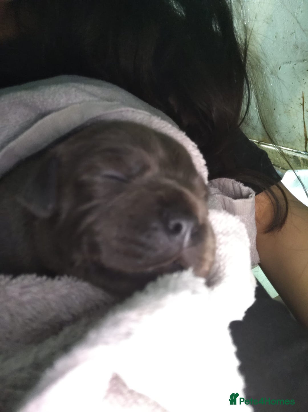 Staffordshire Bull Terrier dogs for sale: #Ready2go Kc registered blue staffy pups 4 sale - Image 2