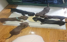 Dachshund dogs for sale: Miniature Dachsunds ready 2/9 - Image 4