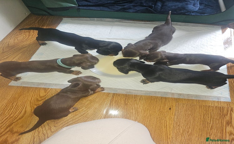 Dachshund dogs - Advert 18