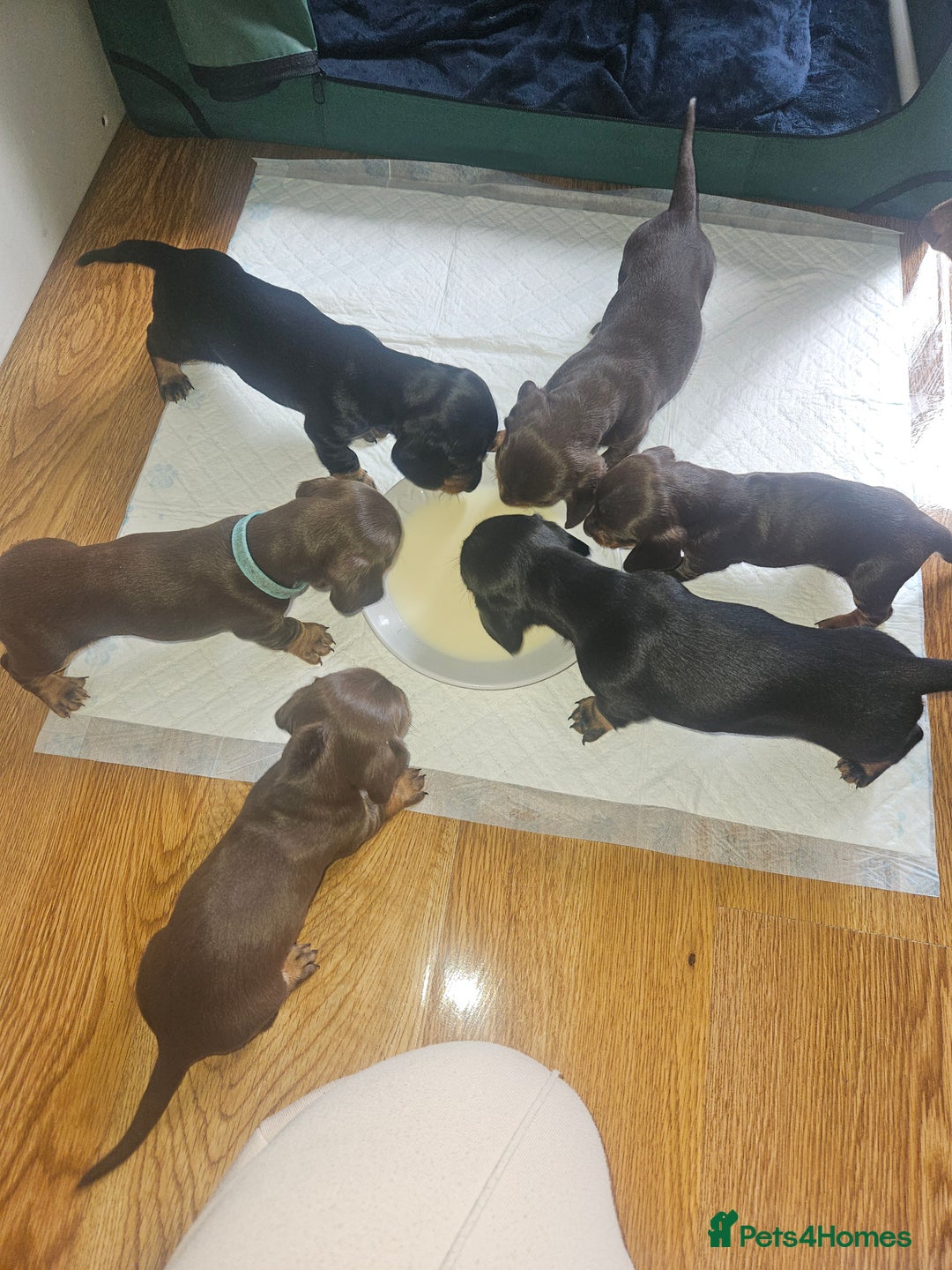 Dachshund dogs for sale: Miniature Dachsunds ready 2/9 - Image 4