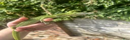 Monitor reptiles for sale: Varanus Reisengeri PAIR (Yellow Tree Monitors) - Advert 4