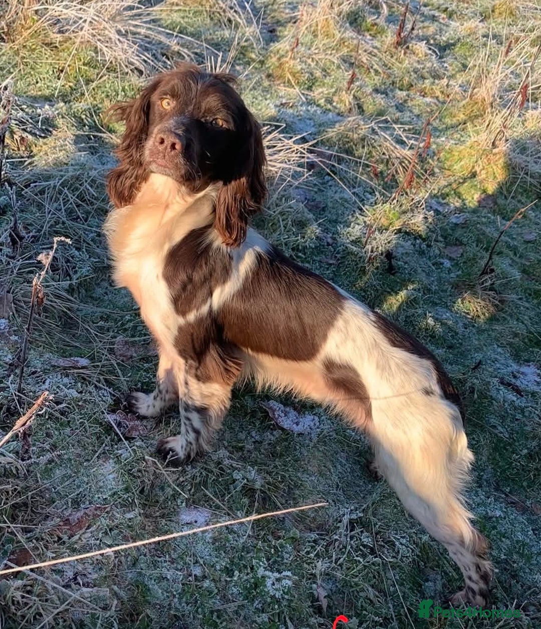 English Springer Spaniel dogs for sale: English Springer Spaniel Puppies  - Image 26