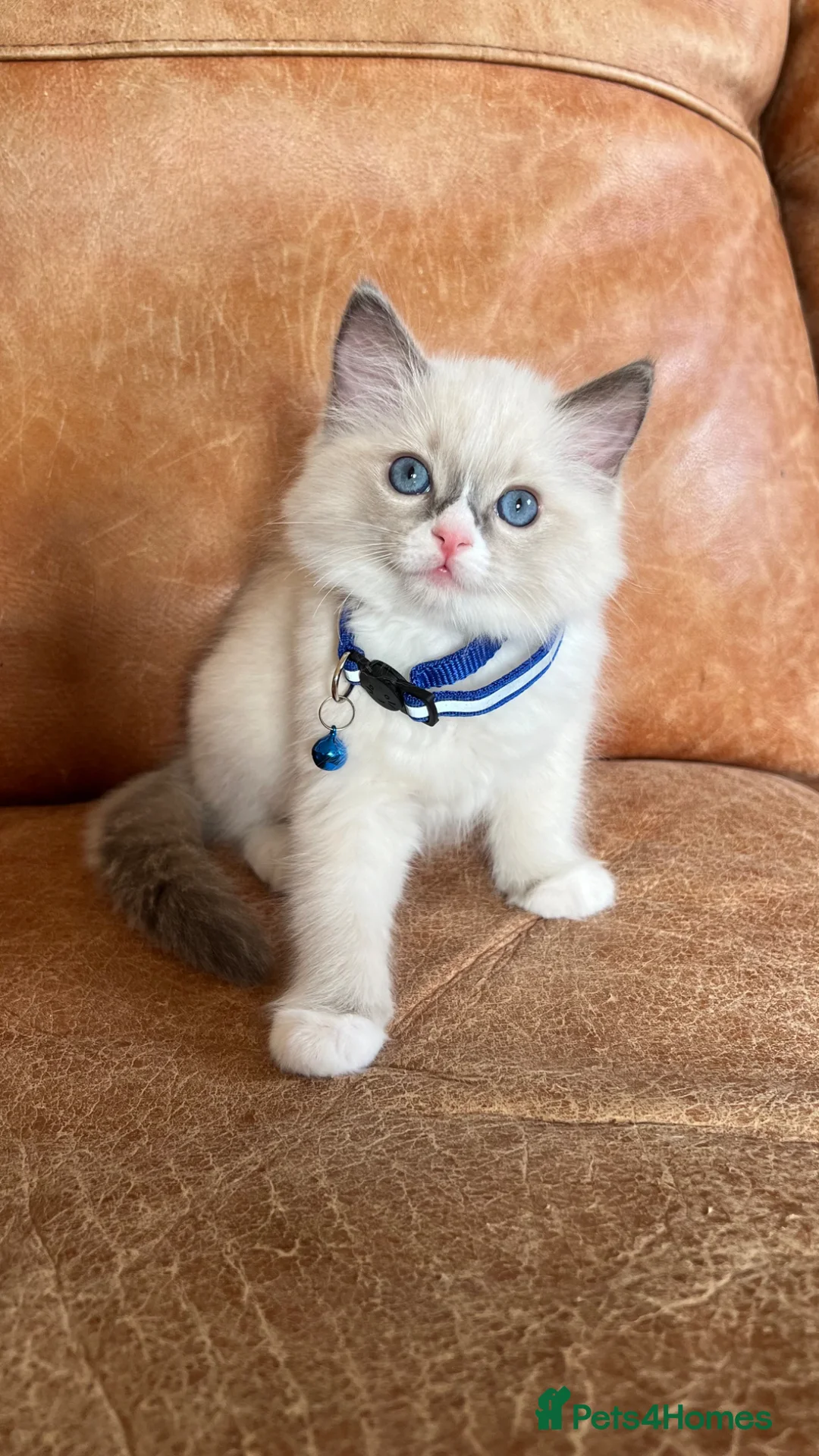 Ragdoll cats for sale: 🐈Pedigree Ragdoll Champion line 🏆 GCCF kittens  - Advert 2