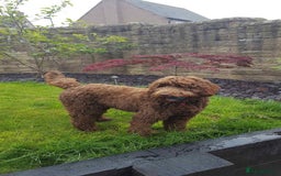 Labradoodle dogs for sale: Waiting List Mini and Medium Doodles - Image 22