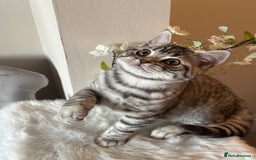 British Shorthair cats for sale: SILVER TABBIES - Registered & Full Pedigree - Image 27