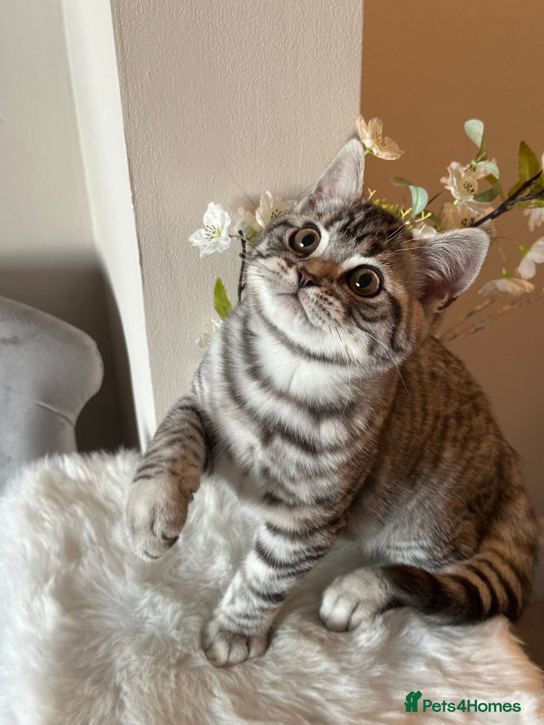 British Shorthair cats for sale: SILVER TABBIES - Registered & Full Pedigree - Image 27