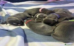 Mixed Breed dogs for sale: Blue staffy x classic bully Puppies 🐶 💙  - Image 22