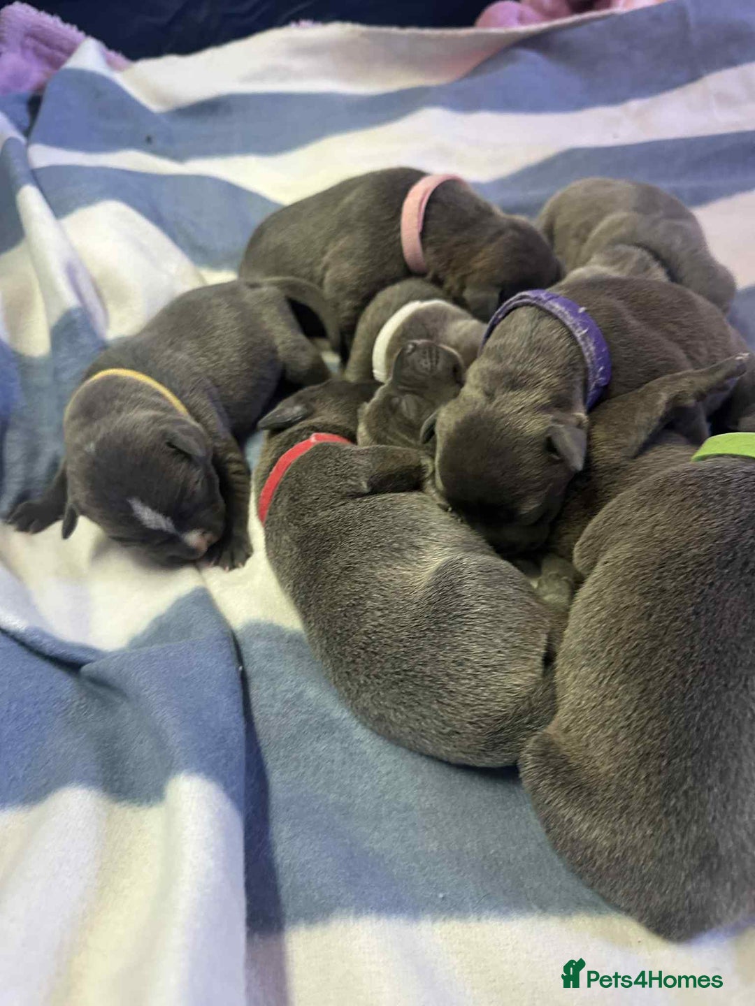 Mixed Breed dogs for sale: Blue staffy x classic bully Puppies 🐶 💙  - Image 22