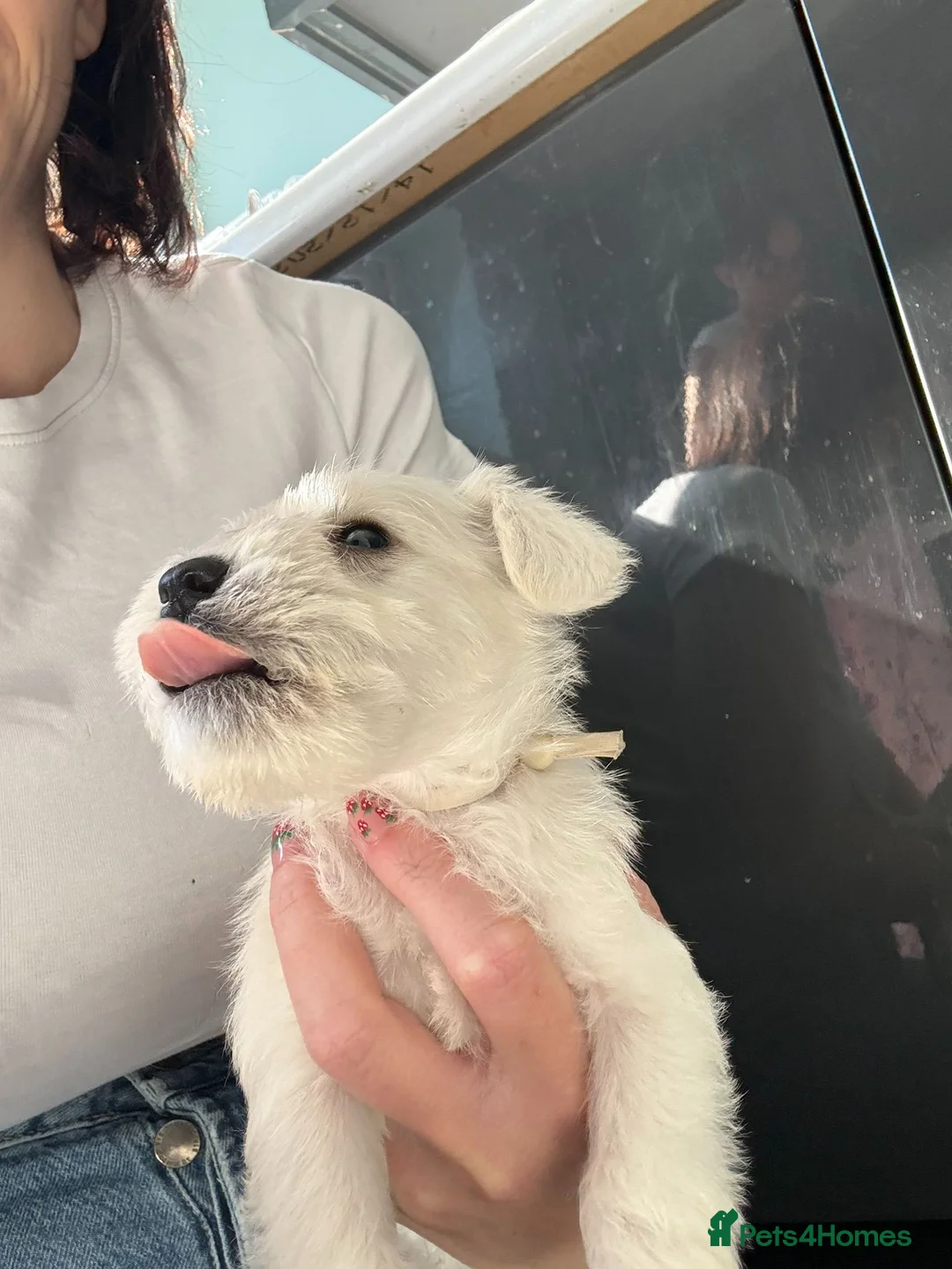 Miniature Schnauzer dogs for sale: KC Registered Miniature Schnauzer Puppies - Advert 1