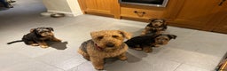 Airedale Terrier dogs for sale: Airedale puppy girl looking for a new home  - Advert 8