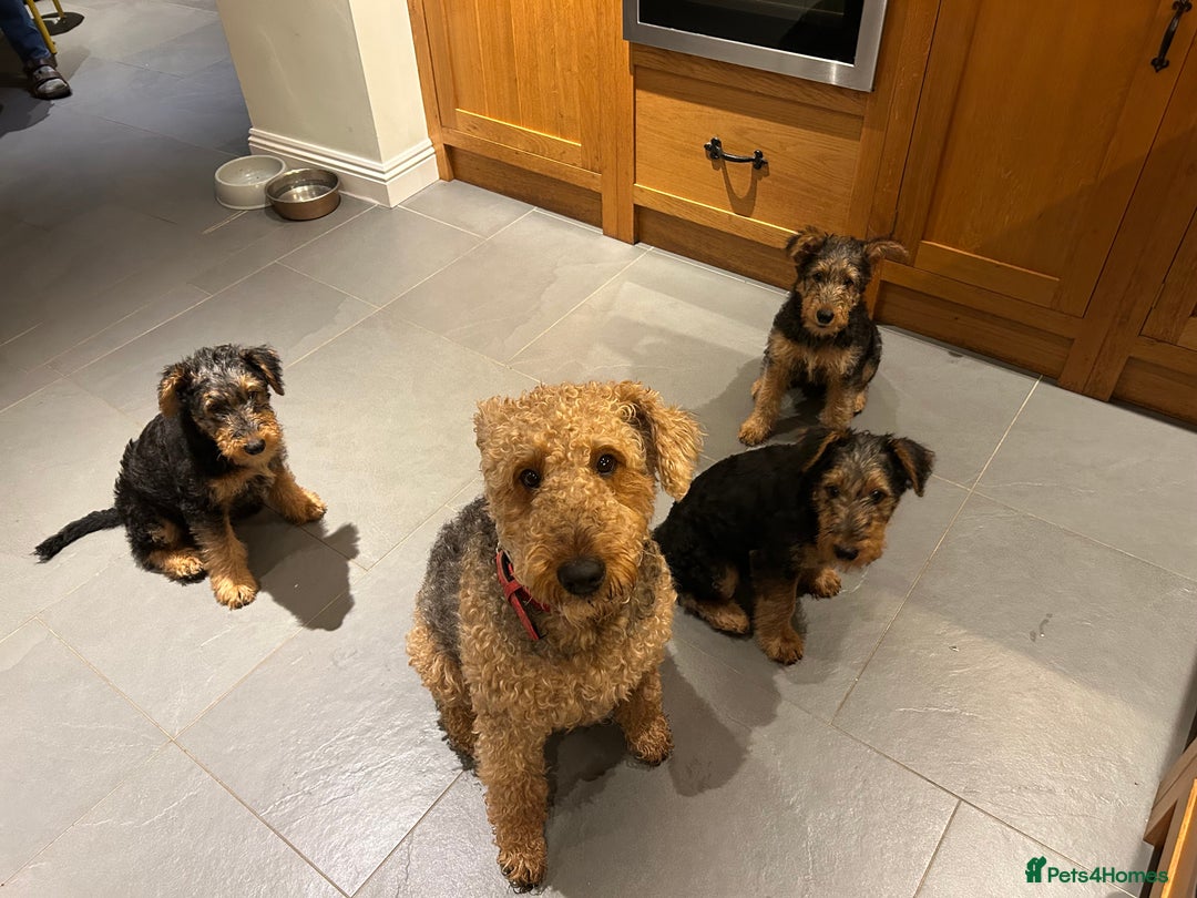 Airedale Terrier dogs for sale: Airedale puppy girl looking for a new home  - Advert 8