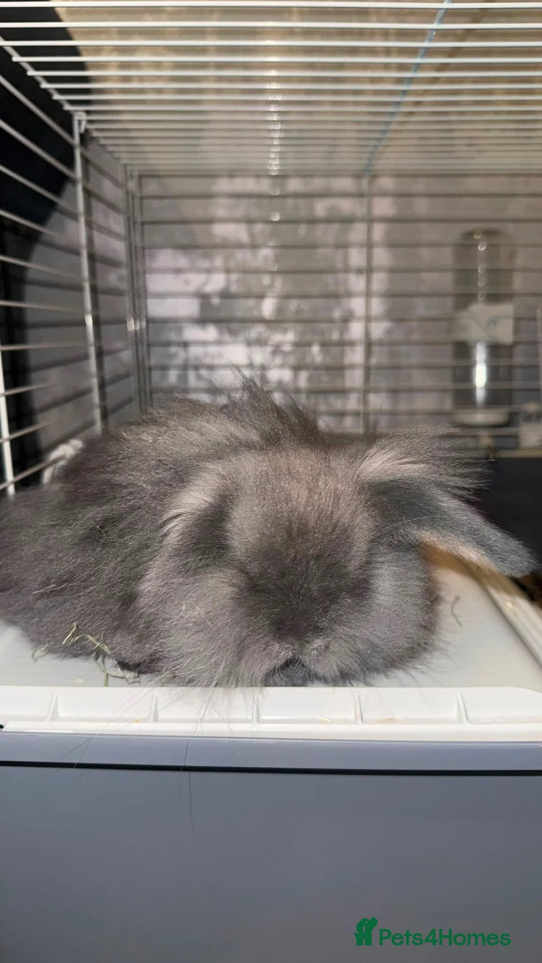 Mini Lion Lop rabbits for sale: Mini lion lop rabbit in Warrington - Advert 2