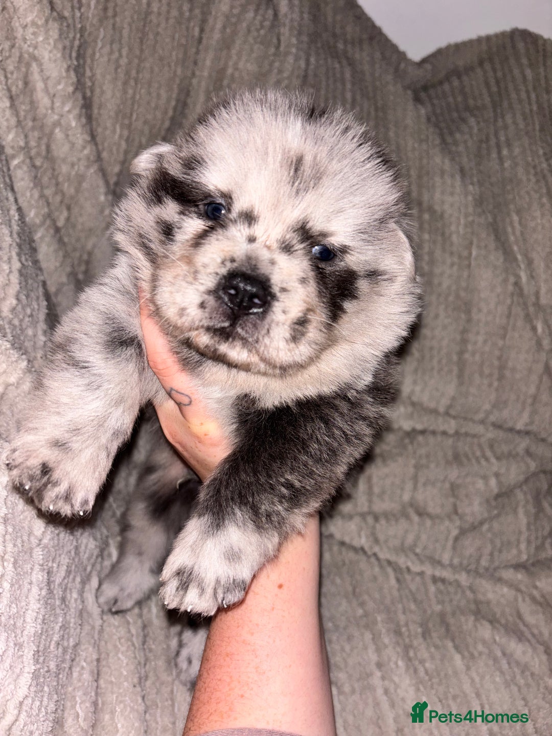 Chow Chow dogs for sale: Merle Chow Chow Pups 🐻 - Image 2