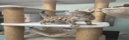 Bengal cats for sale: TICA REGISTERED BROWN ROSETTED BENGAL KITTENS  - Advert 14