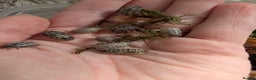 Isopods invertebrates for sale: inverts  - Advert 1