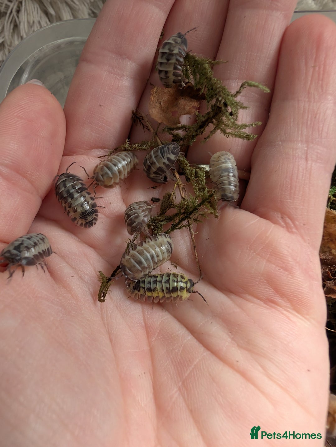 Isopods invertebrates for sale: inverts  - Image 1
