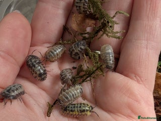 Isopods invertebrates for sale - Advert 1