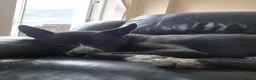 Mixed Breed dogs for sale: Duke  in Shaftesbury - Advert 8