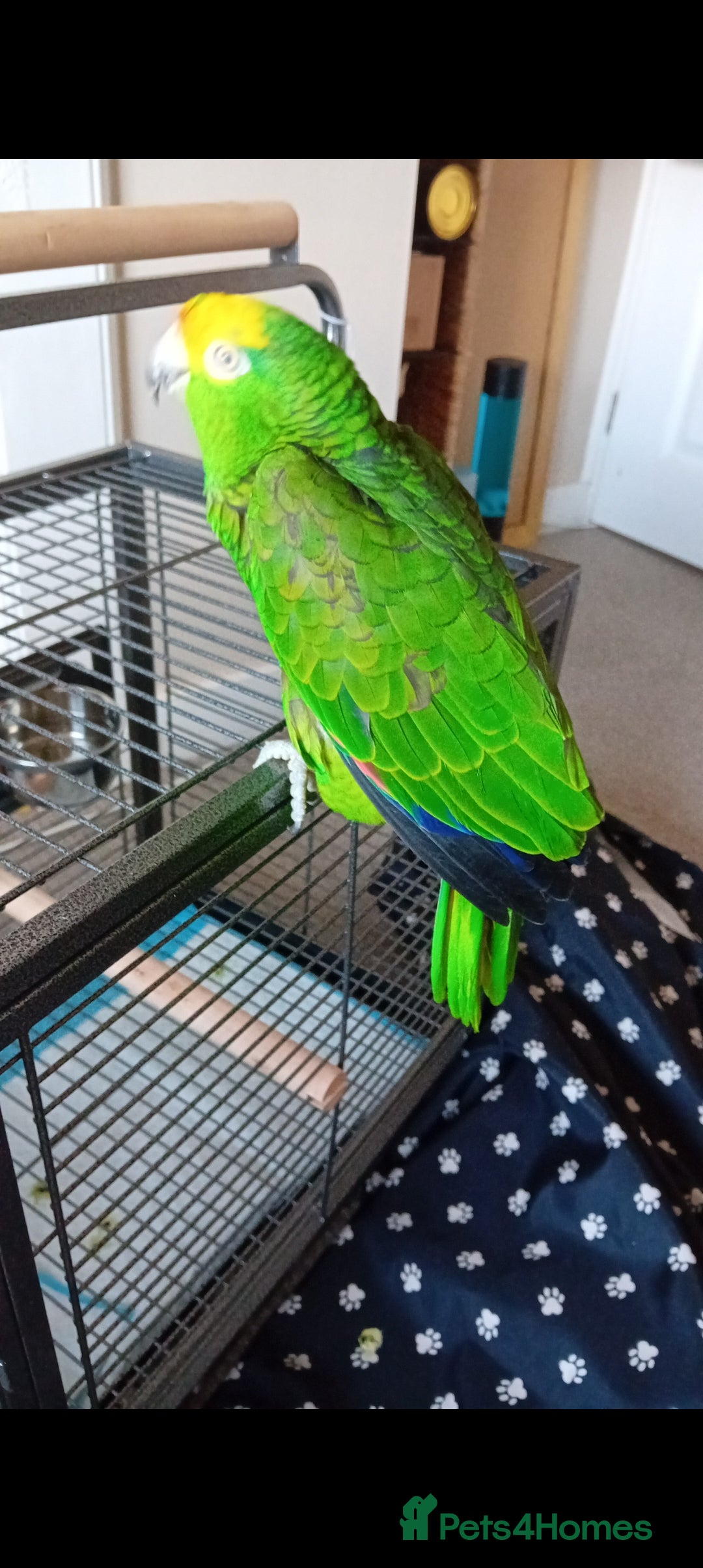 Parrots birds for sale: Elderly  amazon parrot - Image 4