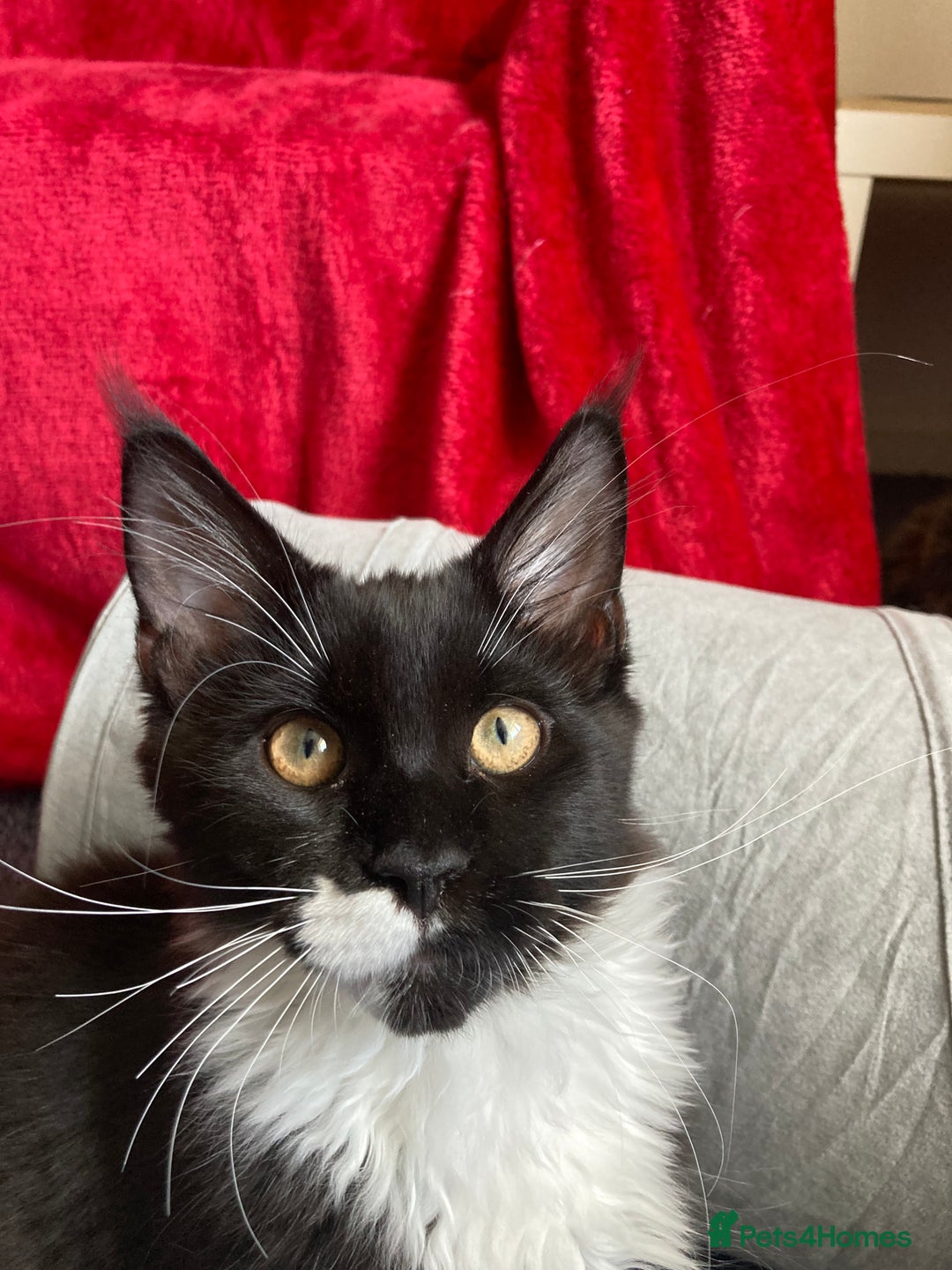 Maine Coon cats for sale: Pedigree Maine Coon Kittens (TICA) - Image 28
