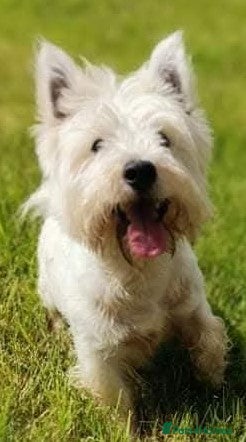 West Highland Terrier dogs West Highland White Terrier for stud - Advert 1