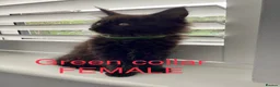 Maine Coon cats for sale: Bundles of fluff,  Maine Coon kittens  - Advert 33