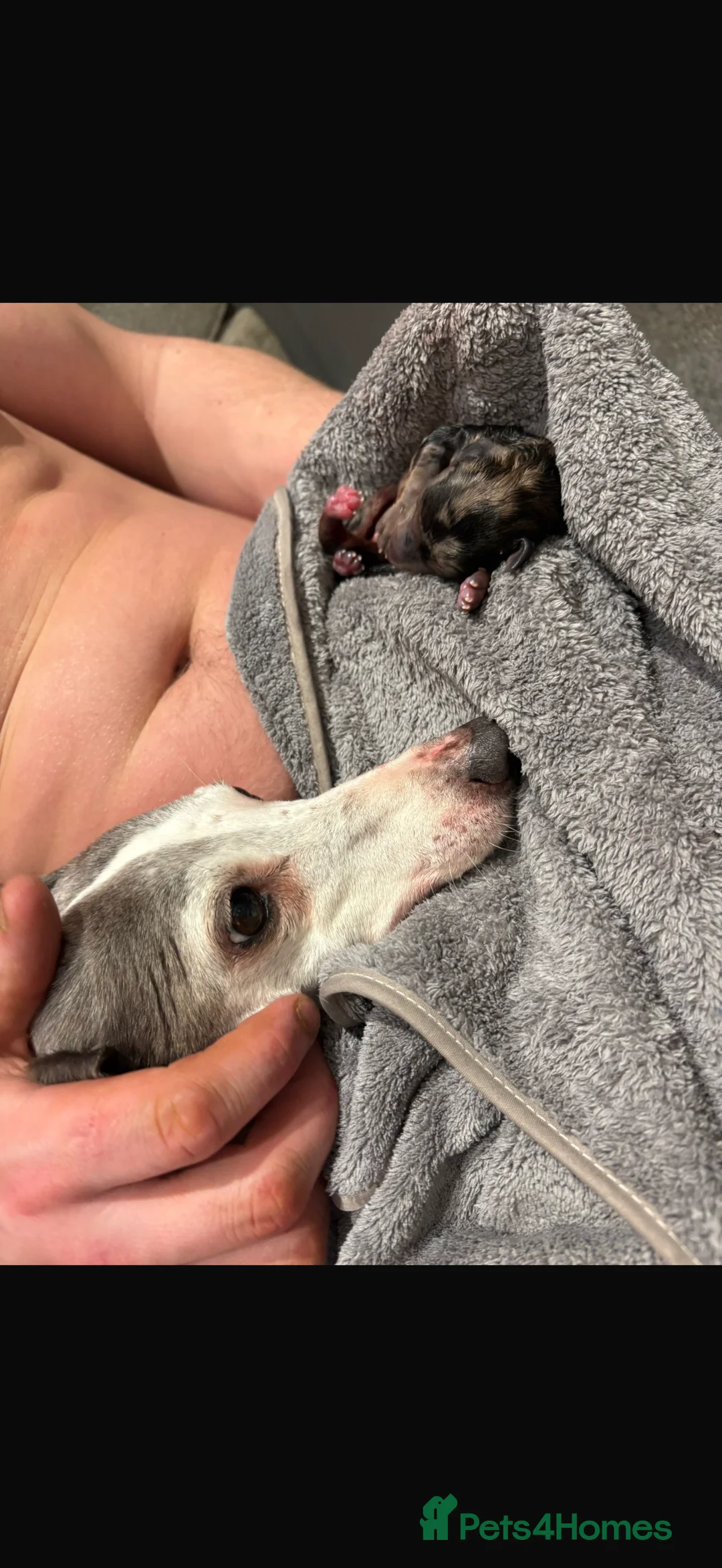 Mixed Breed dogs for sale: F1 whippet x toy poodle boy - Advert 6