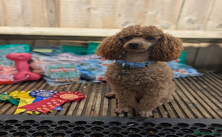 Miniature Poodle dogs in Reading - Advert 14
