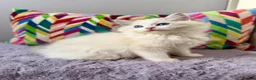 Ragdoll cats for sale: TICA registered ragdoll kittens from champions - Advert 16