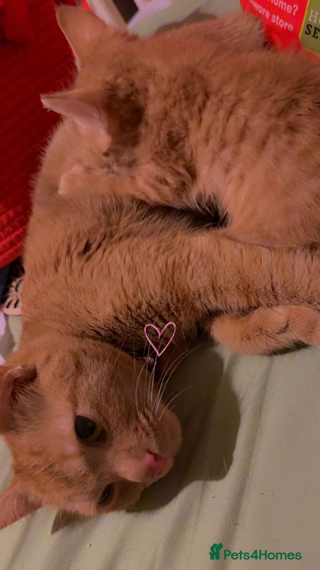 British Shorthair cats for sale: One ginger male  - Advert 5