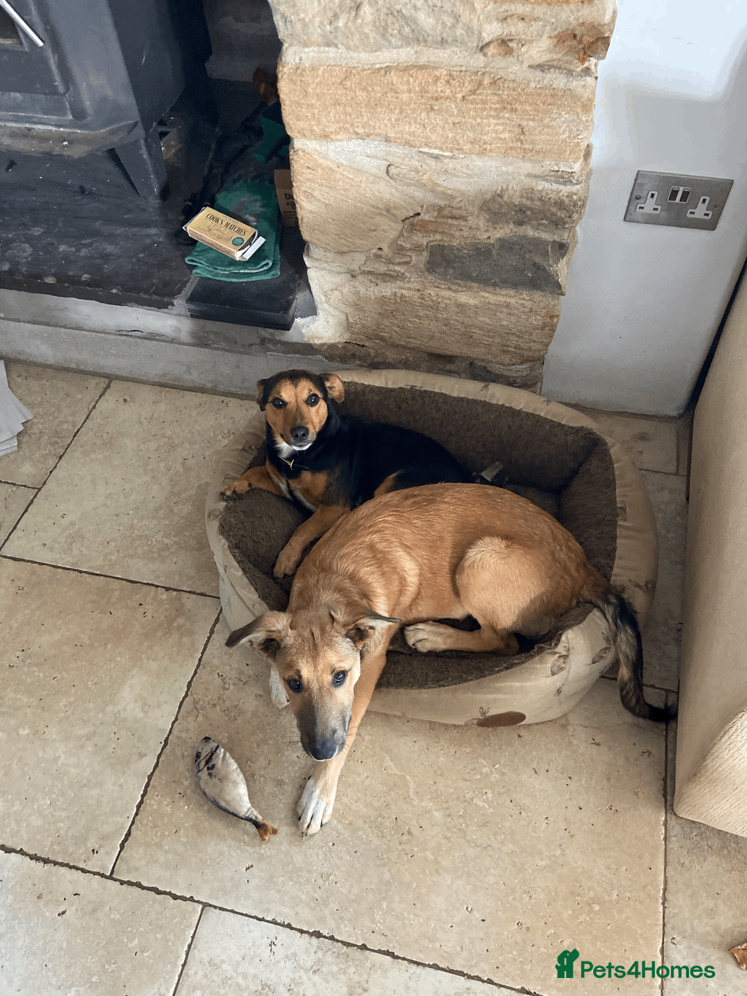 Jack Russell dogs for stud: Jack Russel for Stud Black and Tan - Advert 9