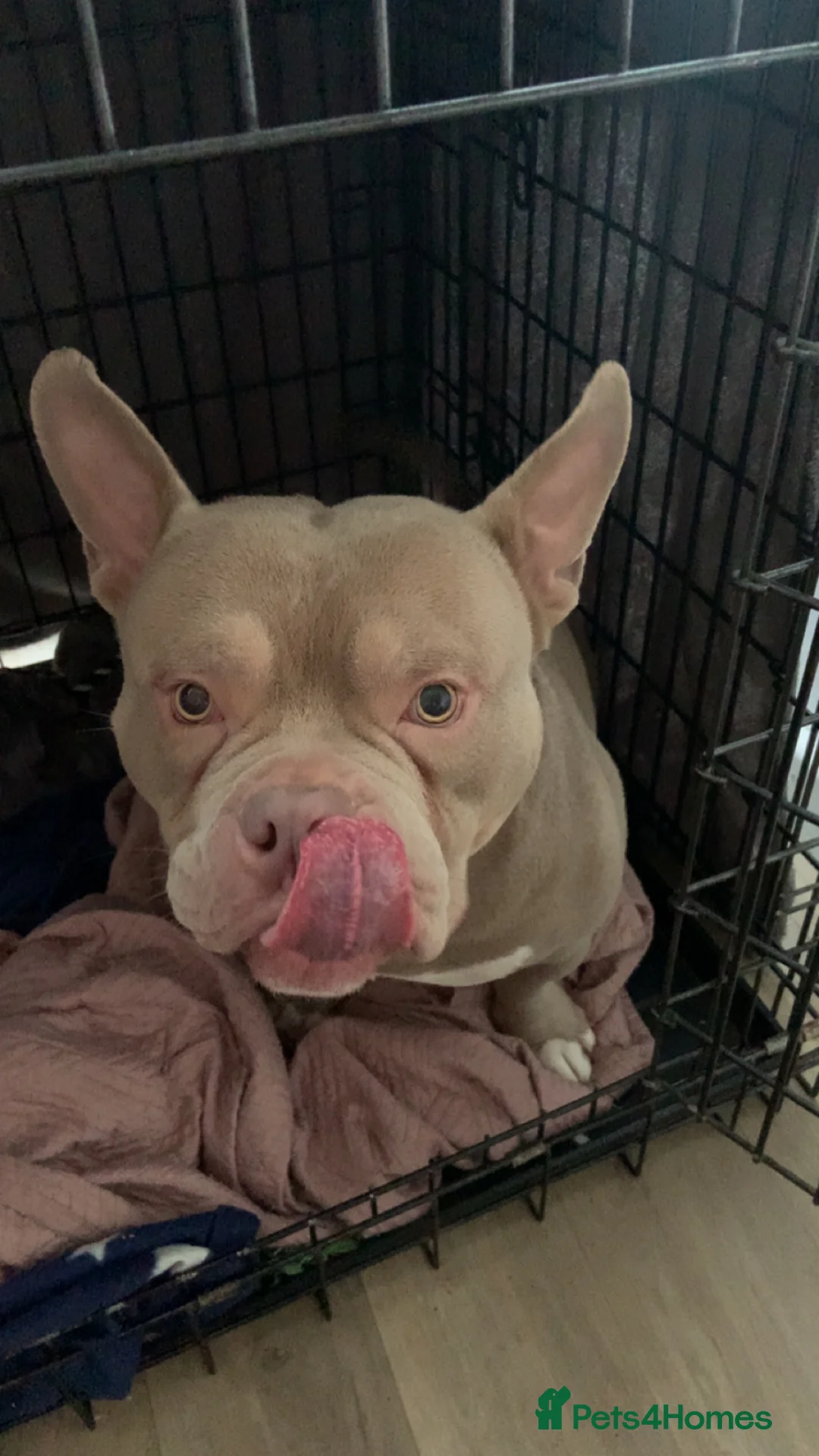 Mixed Breed dogs for sale: for experienced owner  - Advert 4