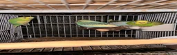 Budgerigars birds for sale: Mixed Budgies 6-12months male and frmale - Advert 13