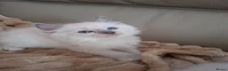Ragdoll cats for sale: Ragdoll kittens  - Advert 2