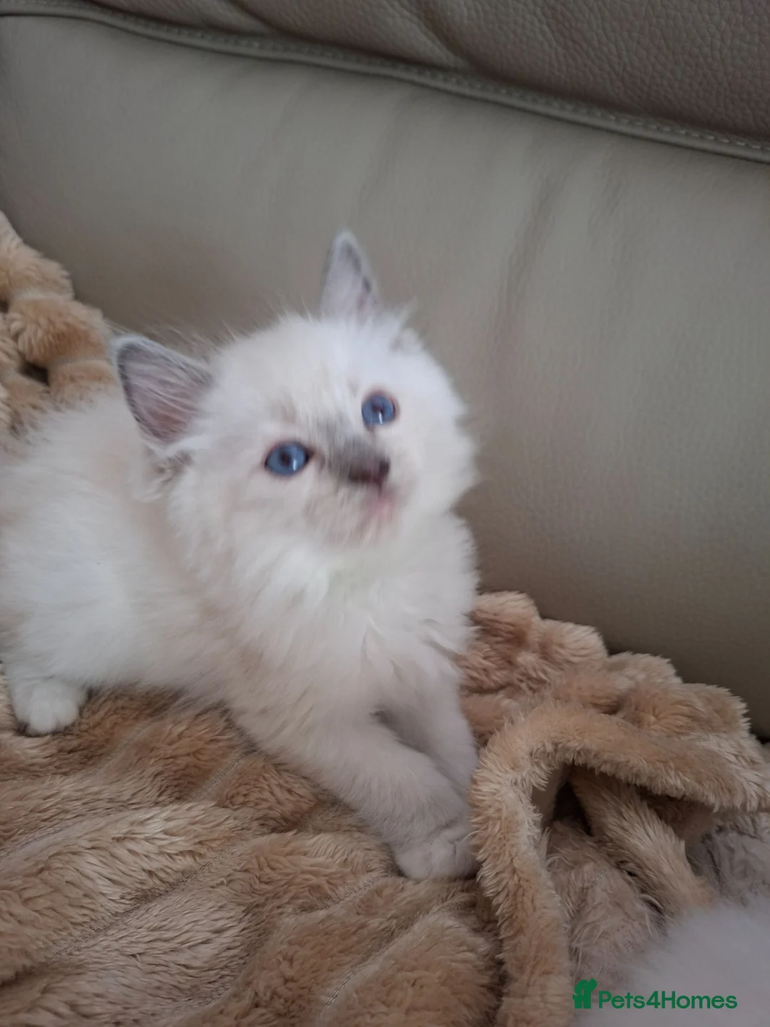 Ragdoll cats for sale: Ragdoll kittens  - Advert 2