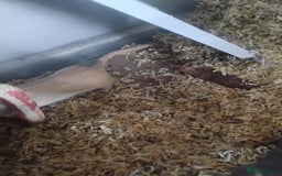 Gerbil rodents for sale: 2 male gerbils and cage - Image 4