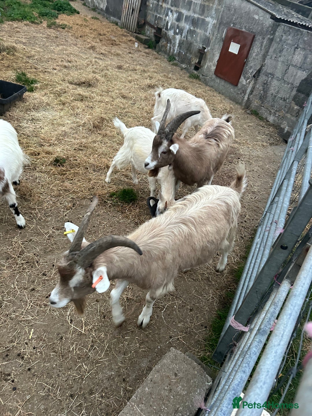 Goats livestock for sale: Mixed goats - Advert 10