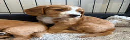 Cocker Spaniel dogs for sale: Beautiful Golden cockers free insurance with agria - Advert 12