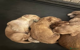 Cockapoo dogs for sale: Beautiful tiny cockapoos!  - Image 11