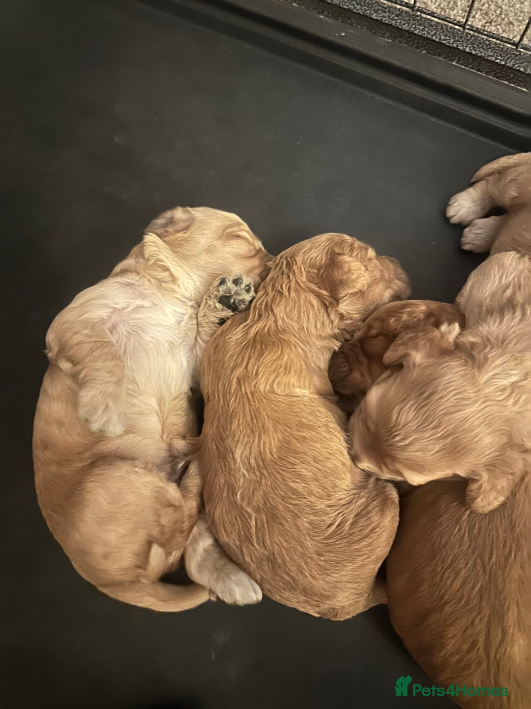 Cockapoo dogs for sale: Beautiful tiny cockapoos!  - Image 11
