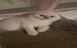 Scottish Fold cats for sale: Scottish fold x Siamese  - Image 5