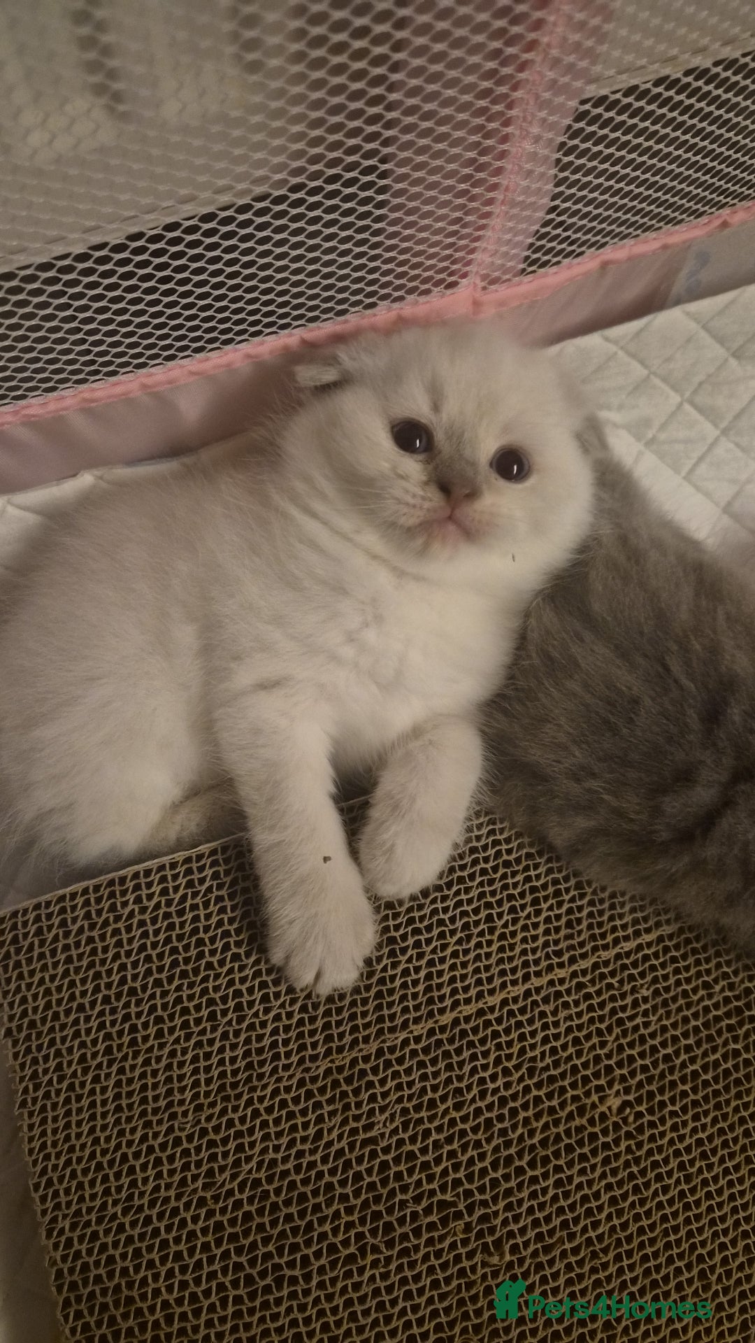 Scottish Fold cats for sale: Scottish fold x Siamese  - Image 5