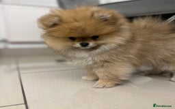 Pomeranian dogs for sale: Kc reg Pomerania  - Image 8