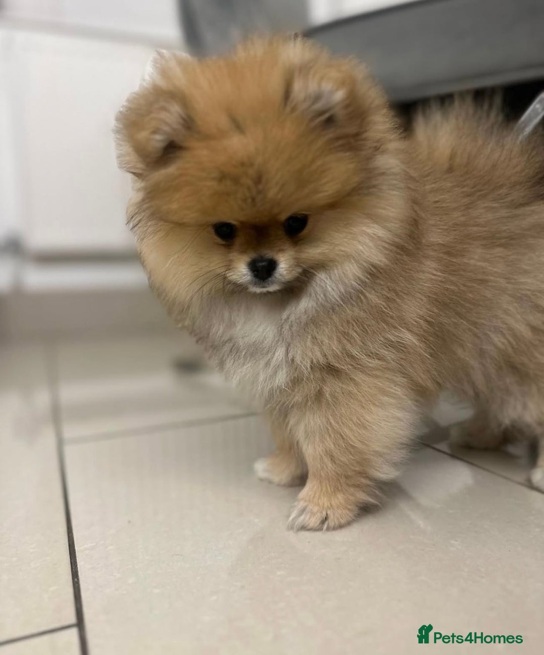 Pomeranian dogs for sale: Kc reg Pomerania  - Image 8