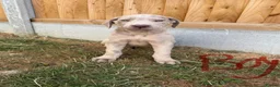 Cane Corso dogs for sale: Cane coral puppy’s ready now  - Advert 16