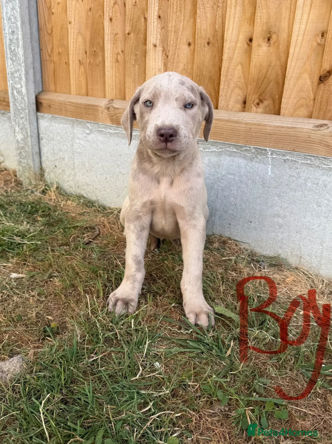 Cane Corso dogs for sale: Cane coral puppy’s ready now  - Advert 16